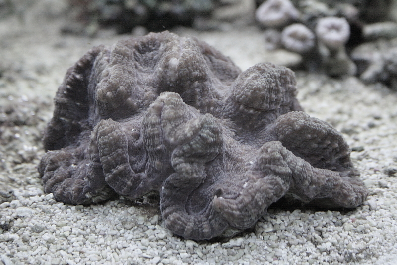 Killikus&reg; Fotographie